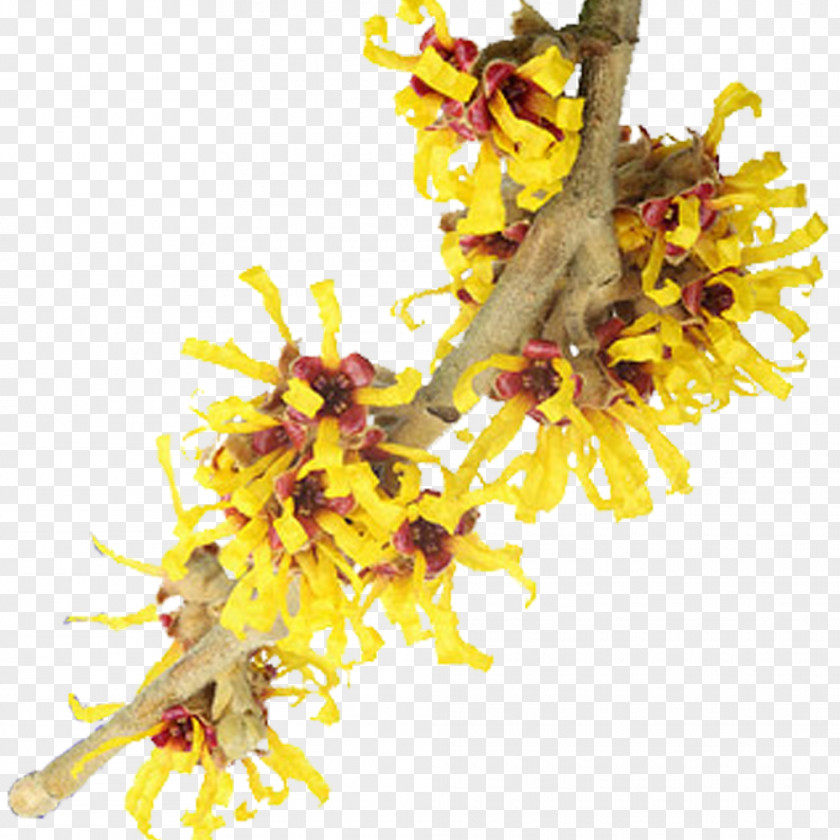 Witch Hazel,Single Branch,Light Yellow,Huang Shall Hamamelis Virginiana Hazel Thayers Astringent PNG