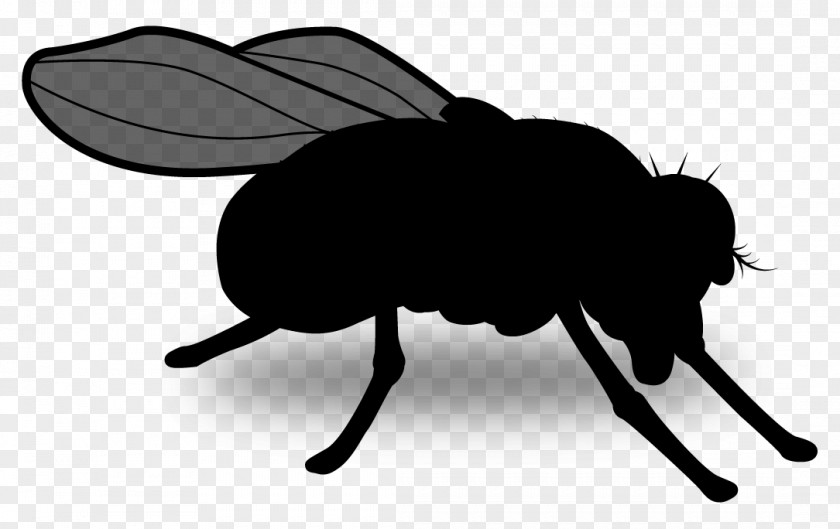 Beetle Clip Art Silhouette Pollinator Insect PNG
