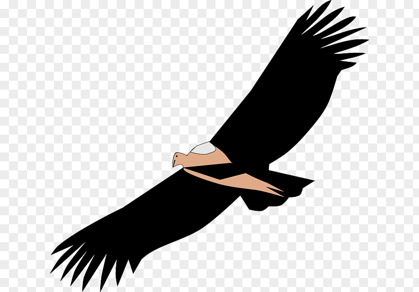 Bird Clip Art Vulture Vector Graphics PNG