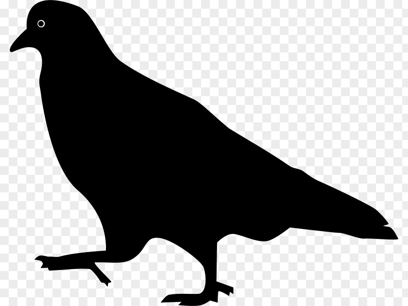 Bird Domestic Pigeon Columbidae Squab PNG