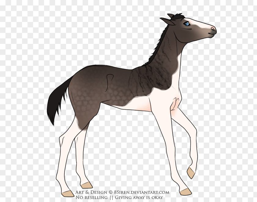 Mustang Foal Colt Stallion Mare PNG