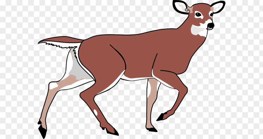 Realistic Reindeer Cliparts White-tailed Deer Clip Art PNG