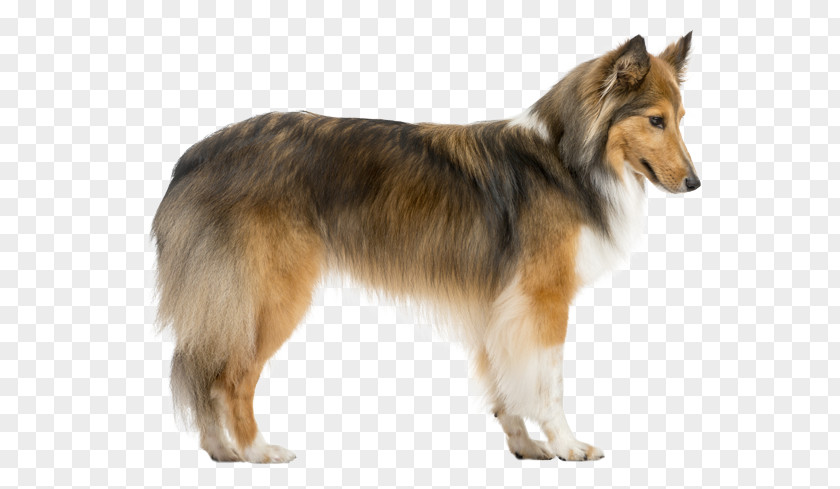 Shetland Sheepdog Rough Collie Tervuren Icelandic Old English PNG