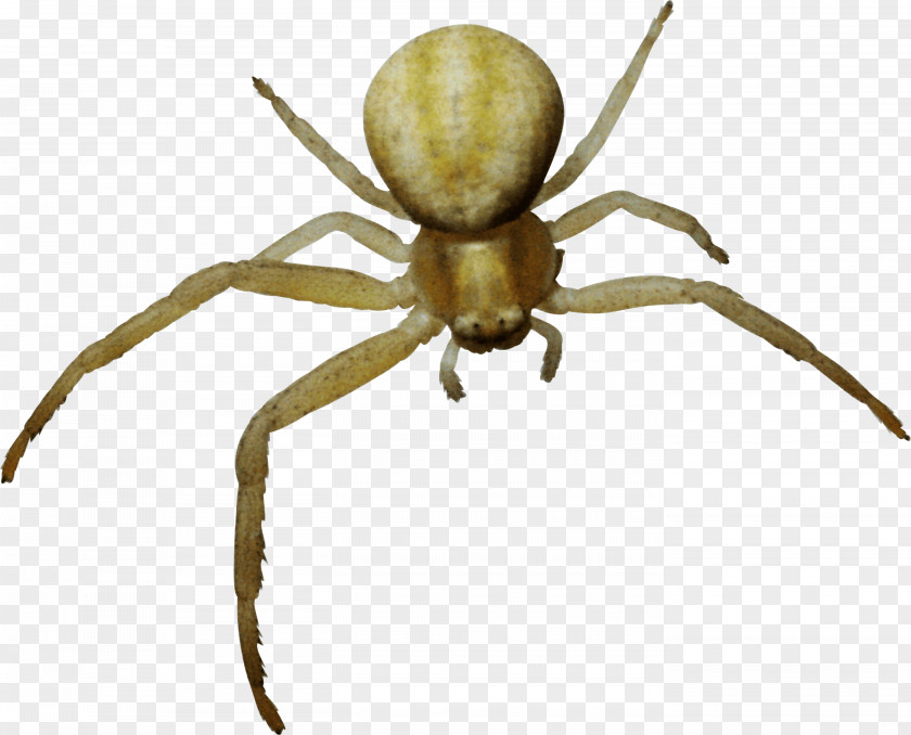 Spider Image Web Clip Art PNG
