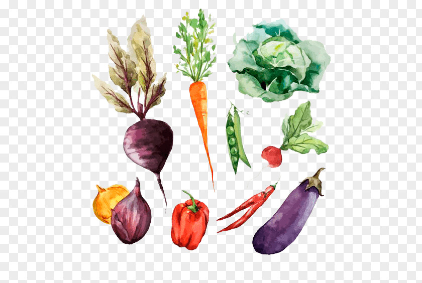 Vegetable Root Vegetables Watercolor Painting Drawing PNG