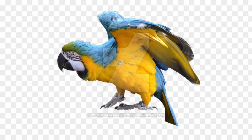 Yellow Blue Blue-and-yellow Macaw Bird Parakeet Feather PNG