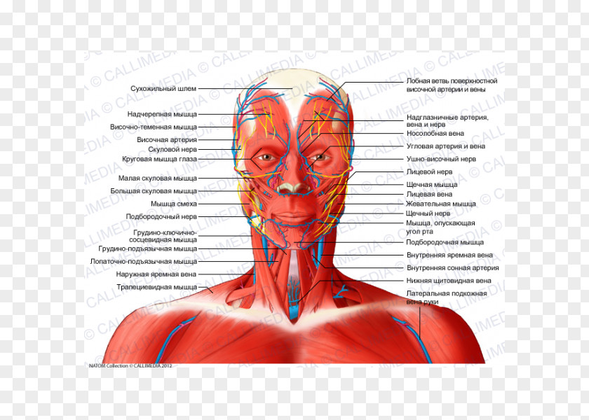 Anterior Triangle Of The Neck Head And Anatomy Muscle Coronal Plane PNG