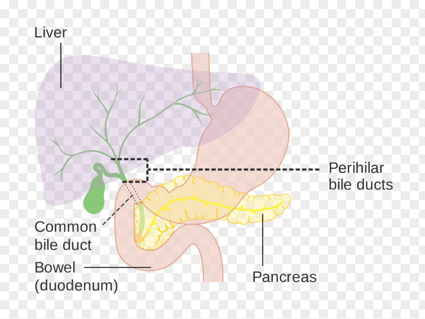 Common Bile Duct Biliary Tract Gallbladder PNG