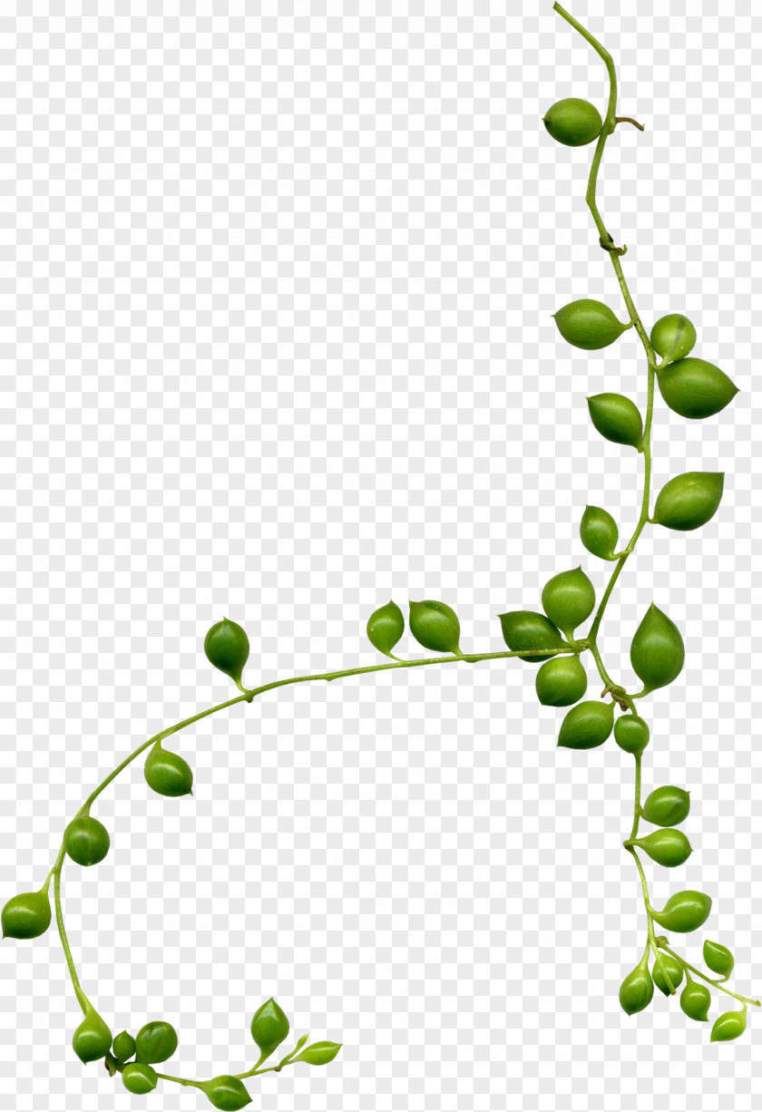 Elements Flower Branch Clip Art PNG