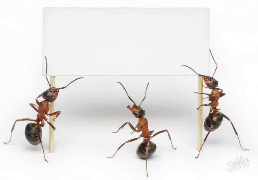 Ants Le Forze Della Natura. Il Nuovo Orizzonte Fisica Nature Physics Law Book PNG