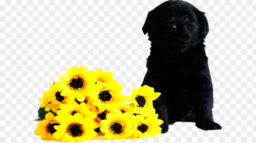 Black Hair Guide Dog Breed Hemau Puppy PNG