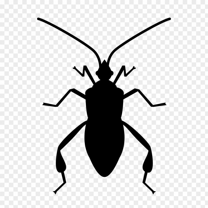 Bug Software Insect PNG