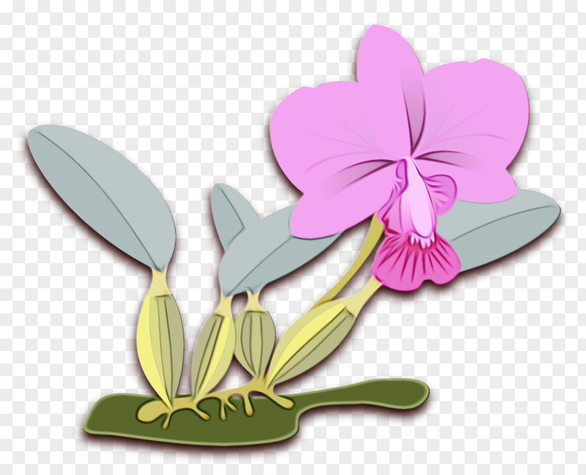 Cattleya Flowering Plant Flower Violet Petal Clip Art PNG