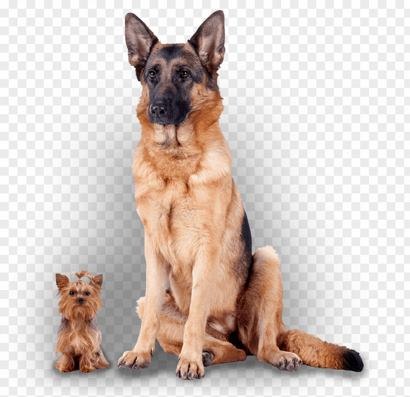 Dogs German Shepherd Puppy Chihuahua Poodle Dog Breed PNG