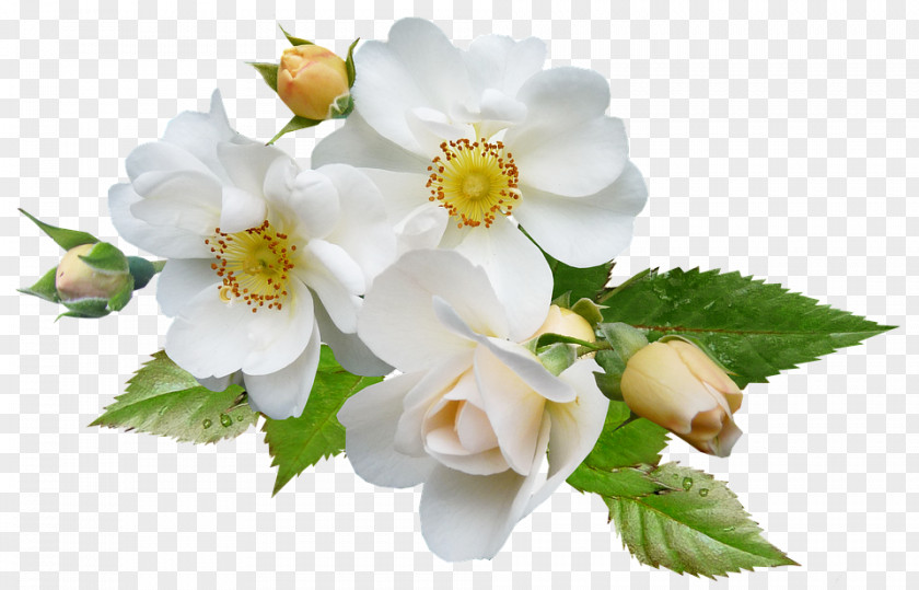 Flower Stock.xchng Image Clip Art Rose PNG