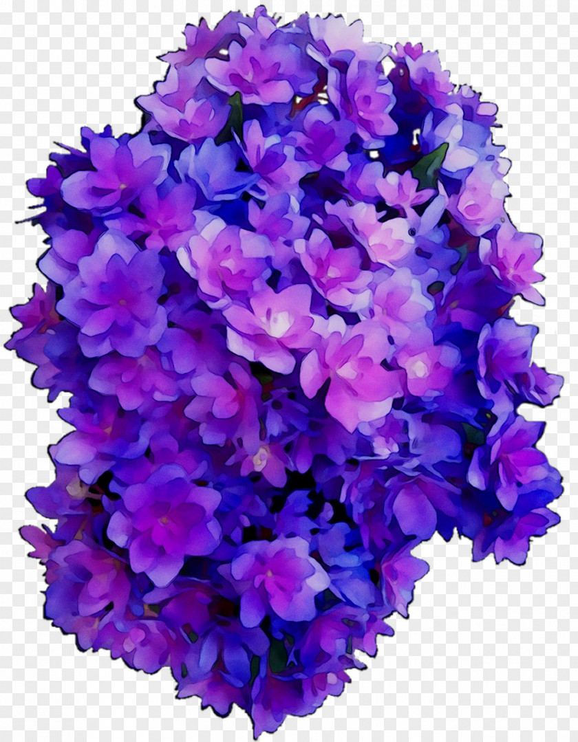 Hydrangea Vervain Cut Flowers Annual Plant Herbaceous PNG