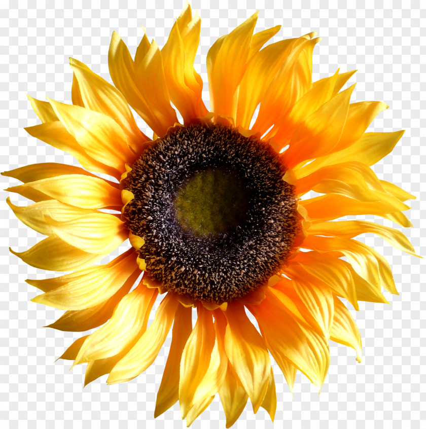 Pencil Common Sunflower Drawing Image Line Art PNG