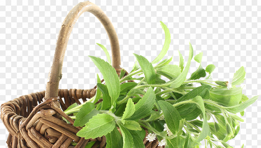 Plant Stevia Candyleaf Sugar Substitute Calorie Extract PNG