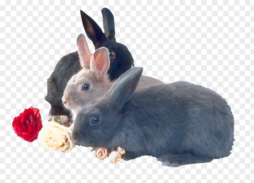 Three Friendly Rabbit Domestic Guinea Pig Leporids PNG