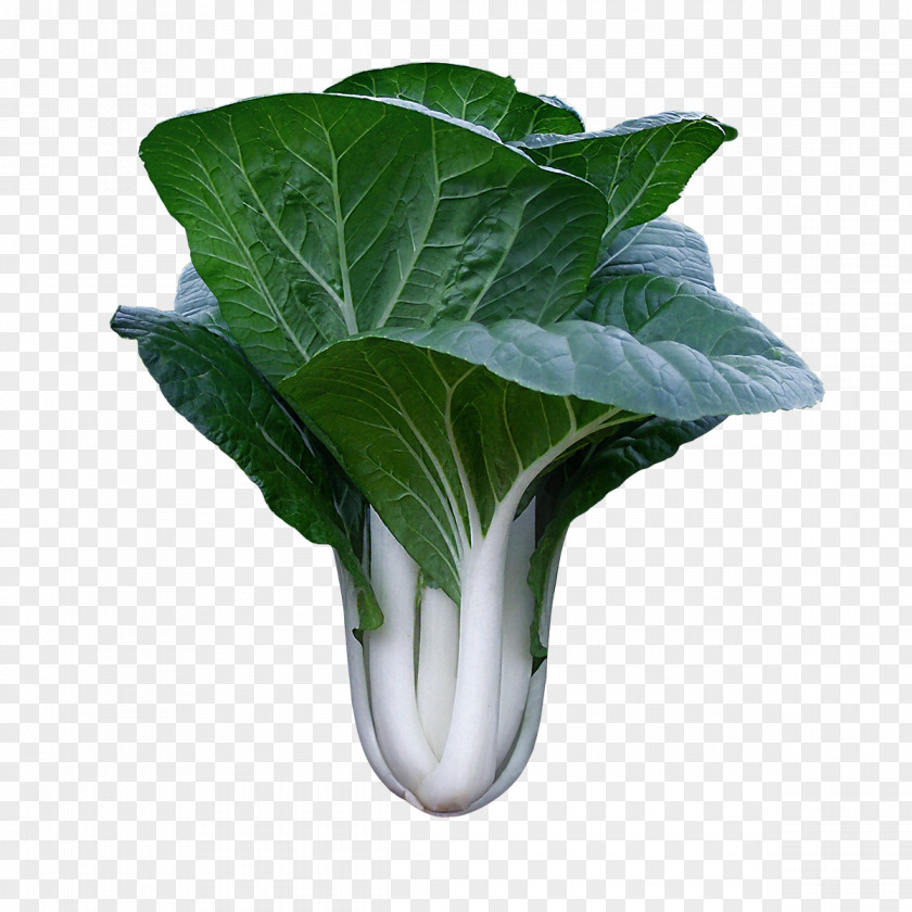 Cabbage Chard Spring Greens Komatsuna Choy Sum Leaf Vegetable PNG