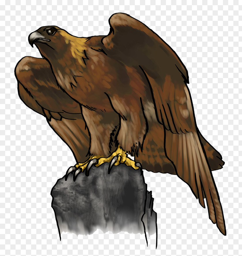 Cartoon Eagle Bald Golden Clip Art PNG
