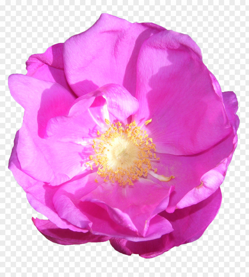 Flower Garden Roses Cabbage Rose French Floribunda Pink PNG