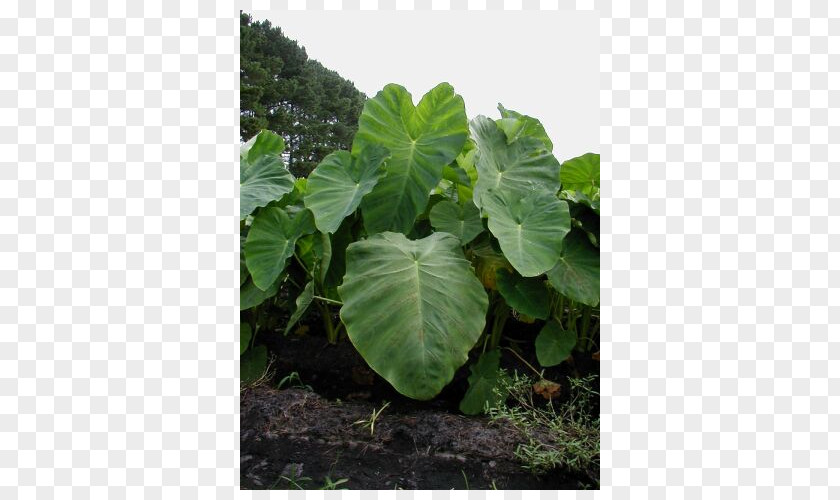 Leaf Taro Alocasia Elephant's Ears Plant Stem PNG