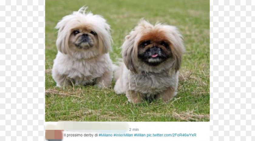 Puppy Pekingese Chinese Crested Dog Imperial China PNG
