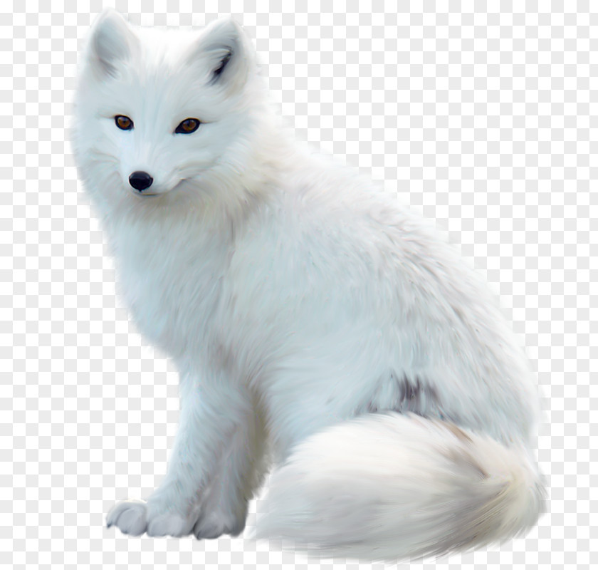 White Fox Arctic Polar Bear Alaskan Tundra Wolf PNG