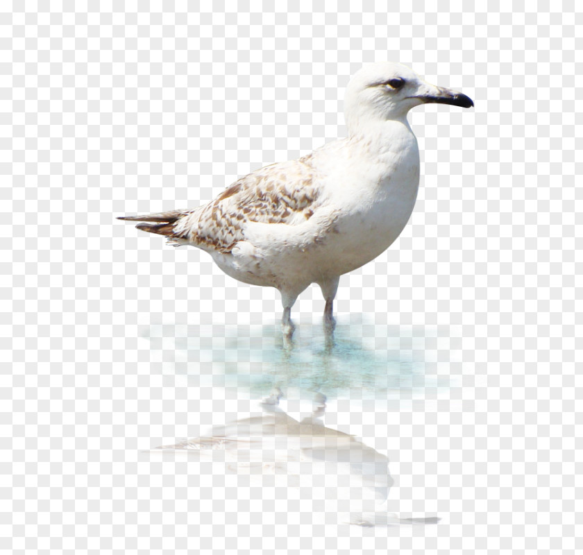 Bird European Herring Gull Great Black-backed Gulls Birds And People PNG