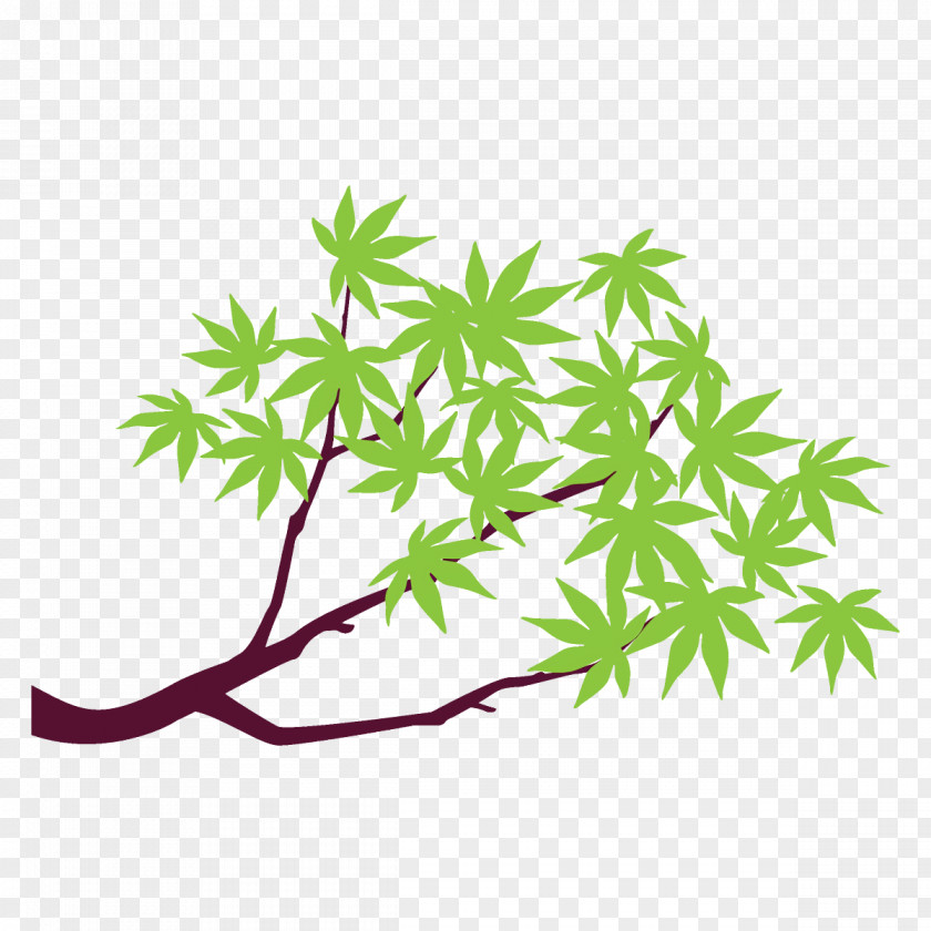 Branch Flower Maple Leaves Tree PNG