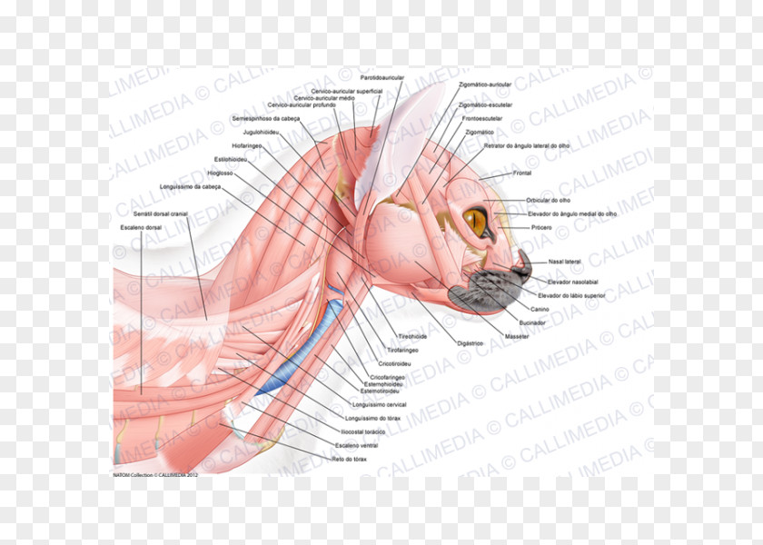 Ear Muscle Anatomy Head Neck PNG