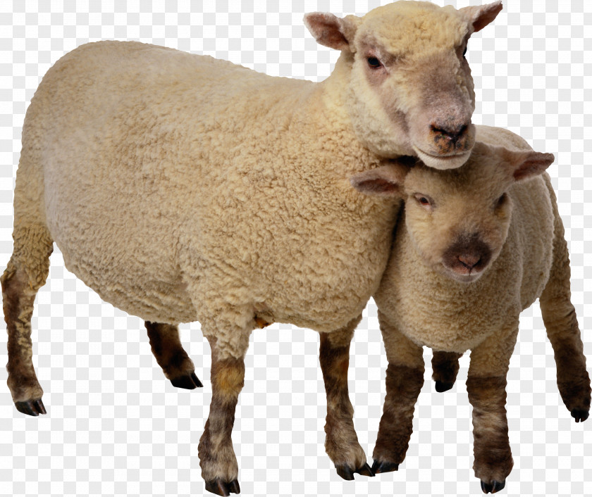 Goat Sheep Cattle Clip Art PNG