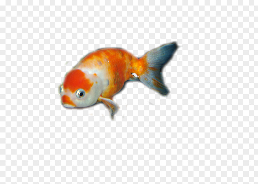 Goldfish Bony Fishes Feeder Fish Fauna PNG