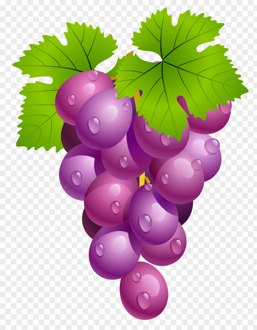 Grapes With Leaves PNG Clipart Picture University Of Virginia Cavaliers Men's Basketball Football Clip Art PNG