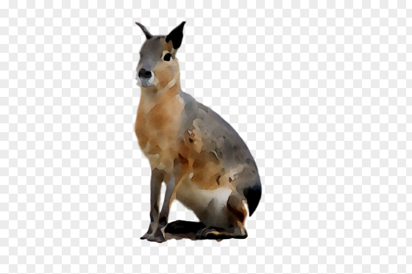 Kangaroo Fauna Terrestrial Animal Snout PNG