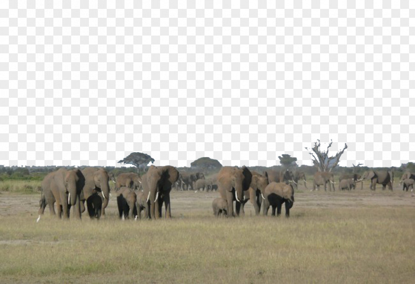Africa--001 Aberdare National Park Safari Kimana Amboseli Camp PNG