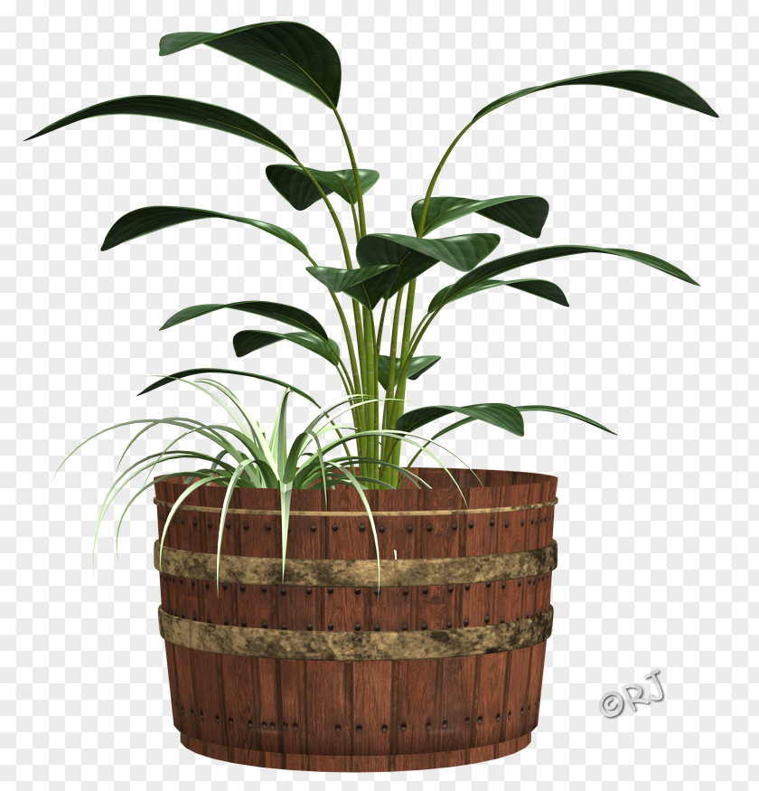 Arecaceae Flowerpot Houseplant Grasses Family PNG