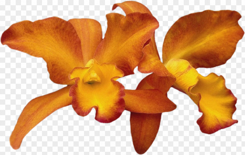Flower Cattleya Orchids Moth Cut Flowers PNG