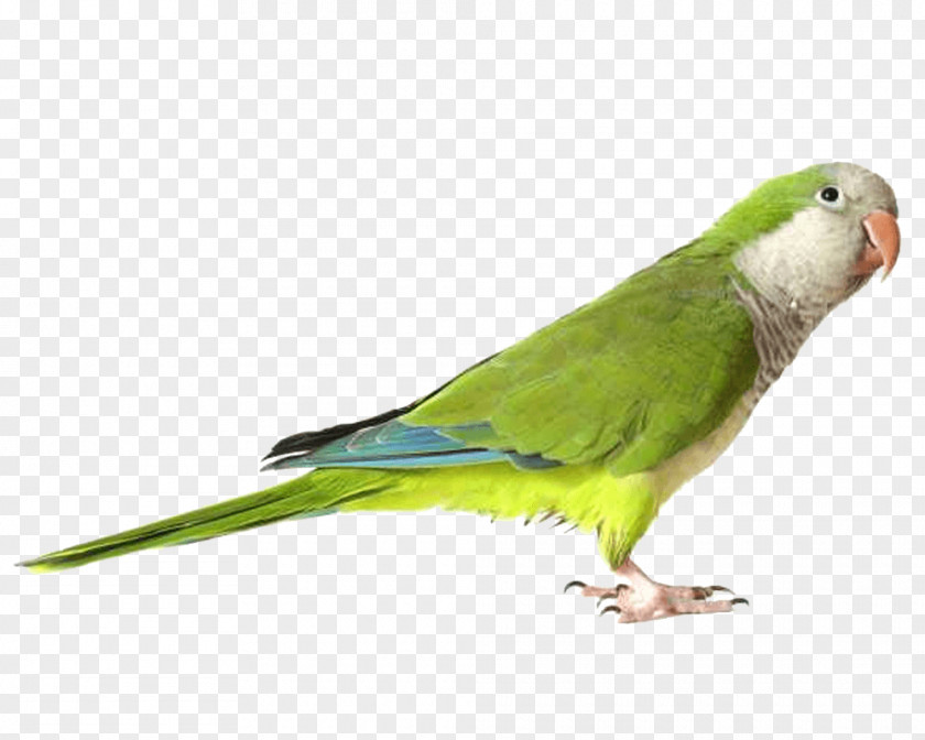 Green Parrot Images Download PNG