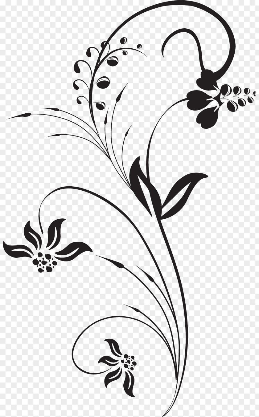 Illustration Floral Design Flower Drawing PNG