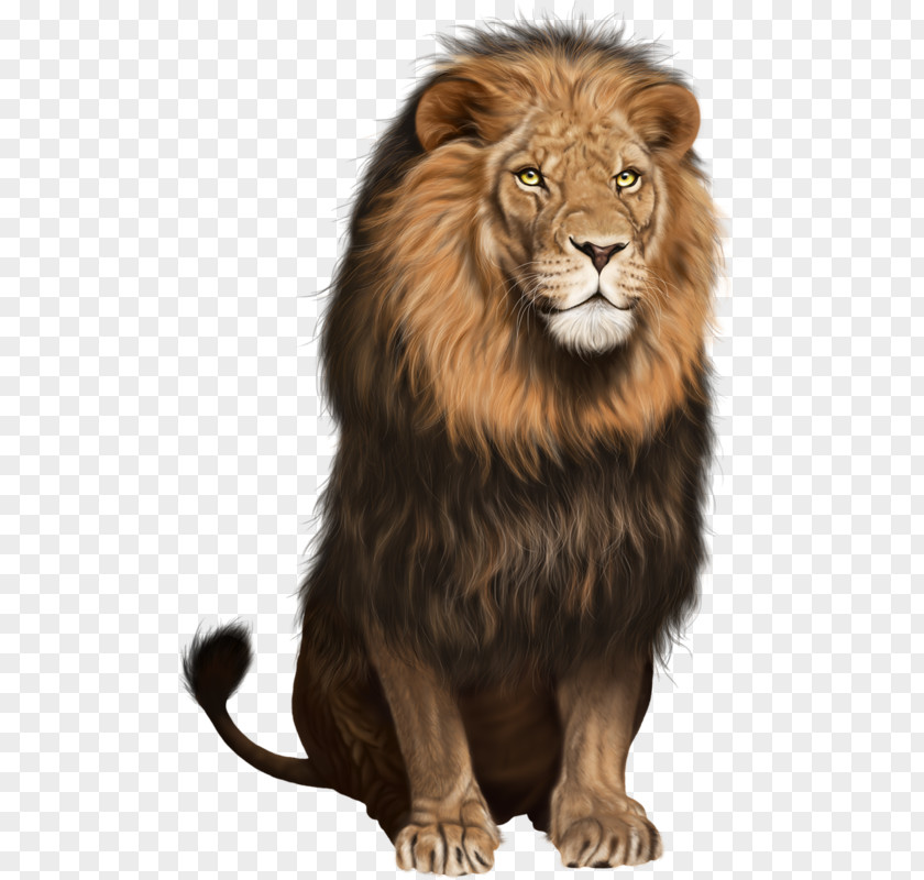 Lion Clip Art Transparency Image PNG
