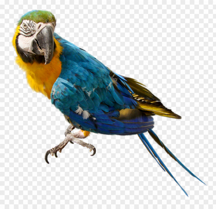 Parrot Companion Bird Cockatiel Budgerigar PNG