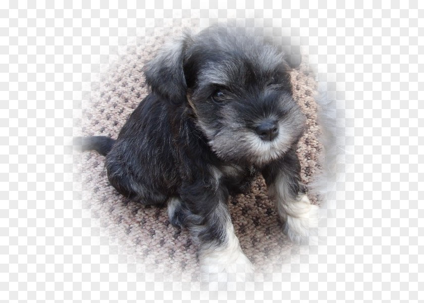Puppy Miniature Schnauzer Standard Schnoodle Cesky Terrier Dog Breed PNG