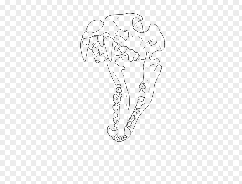 Wolf Skull Drawing Line Art Dog Anatomy PNG