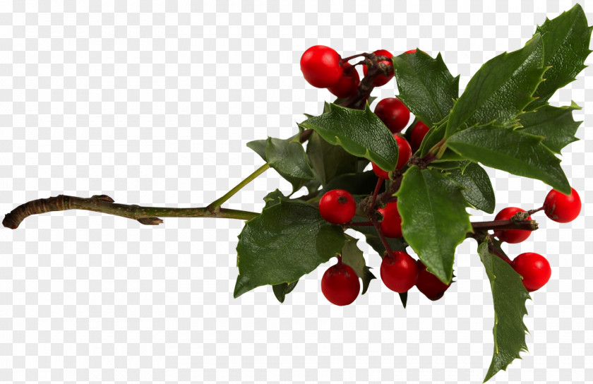 Berries Common Holly Aquifoliales Clip Art PNG