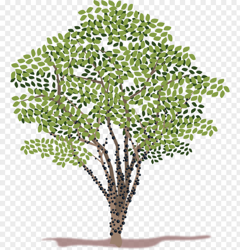 Tree Jabuticaba Clip Art PNG