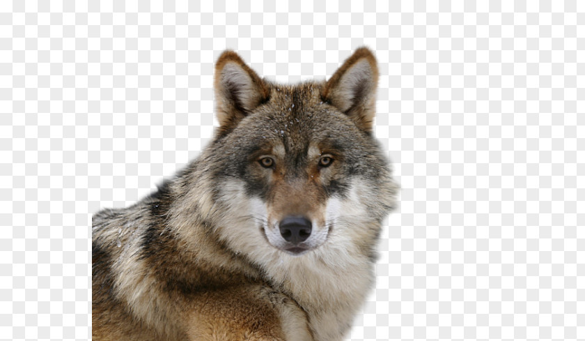 Affectionate Wolf Czechoslovakian Wolfdog Saarloos Alaskan Tundra Coyote Puppy PNG
