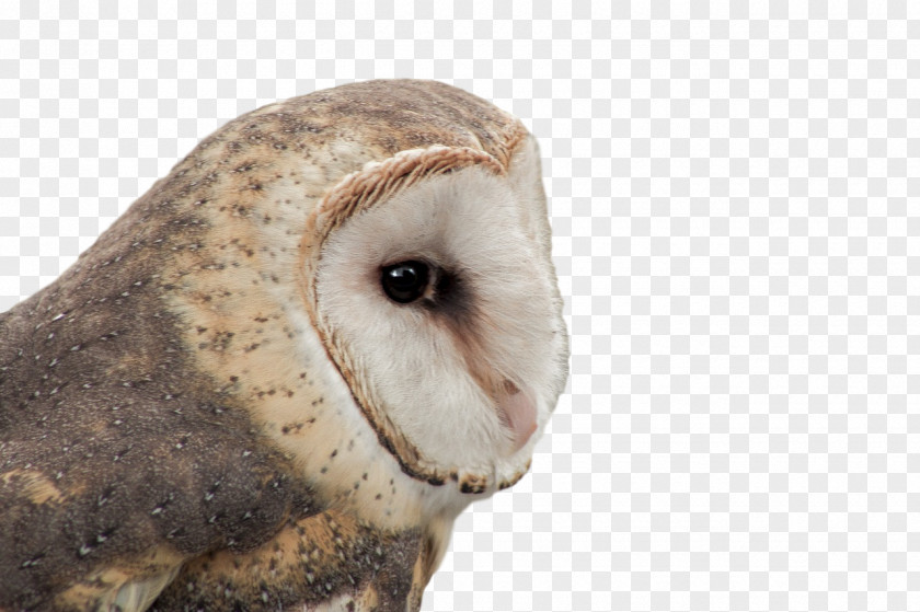 Beak Birds Snout Owl M Bird Of Prey PNG