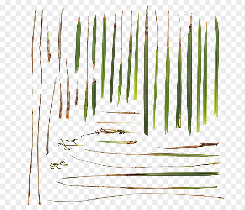 Wild Grass Red Product Design Line Grasses PNG